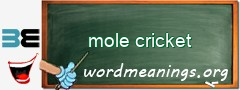 WordMeaning blackboard for mole cricket